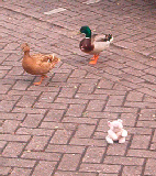 Pickles in Amsterdam - Friends I